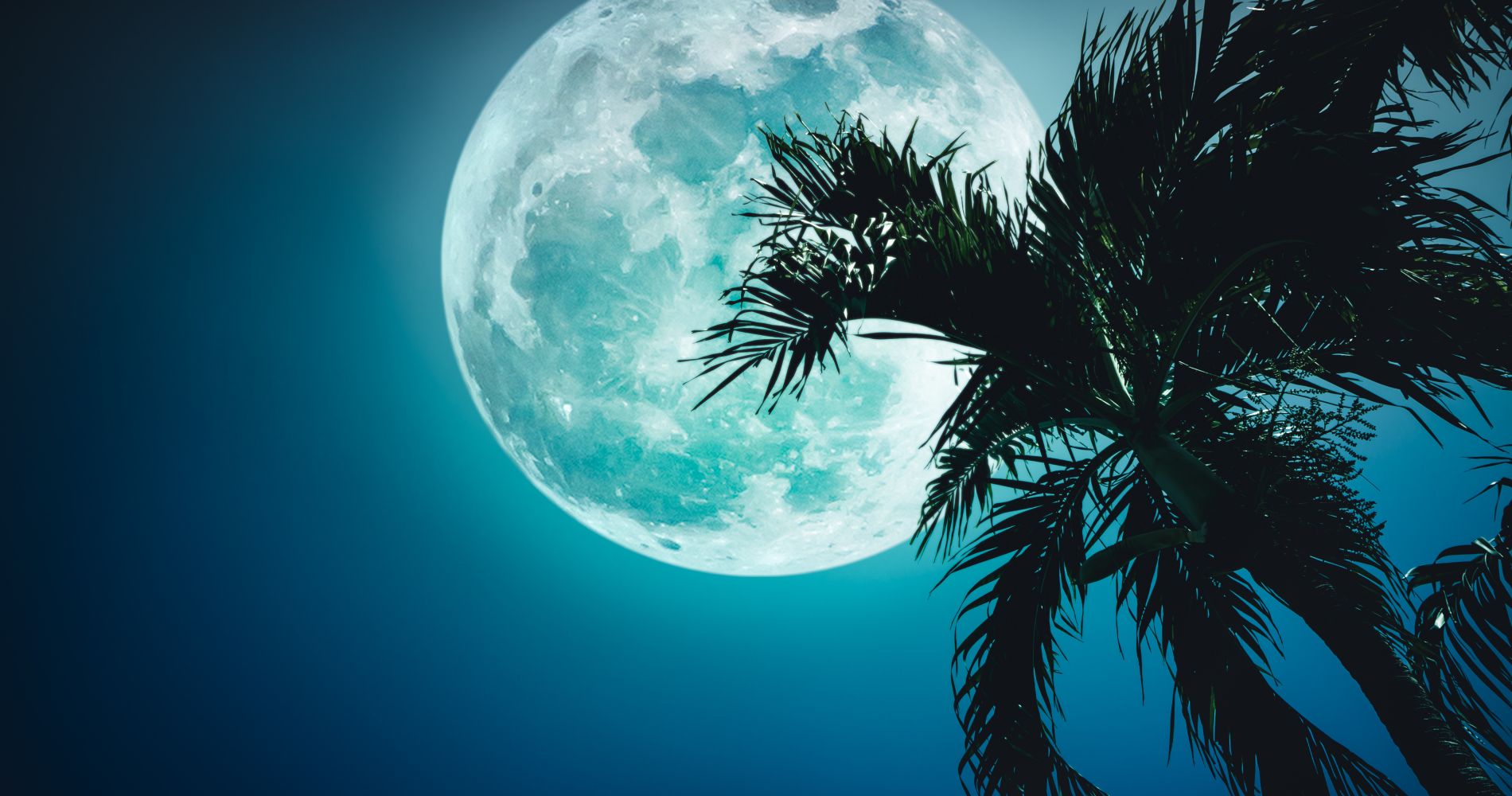  Moon & Palm